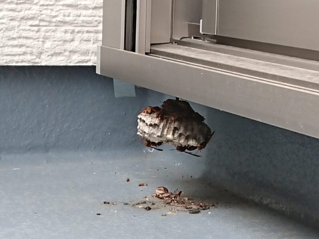 現場管理中に発見したハチの巣。窓サッシの下部に作られており、数匹のハチが巣に付いている。内覧前に対処が必要なトラブル事例